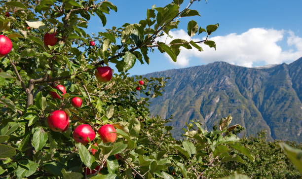 istock Apple orchards of the Altai mountains 1177225405