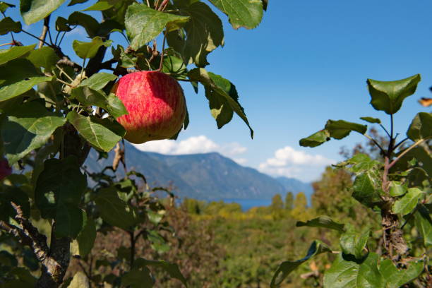istock Apple orchards of the Altai mountains 1177225445