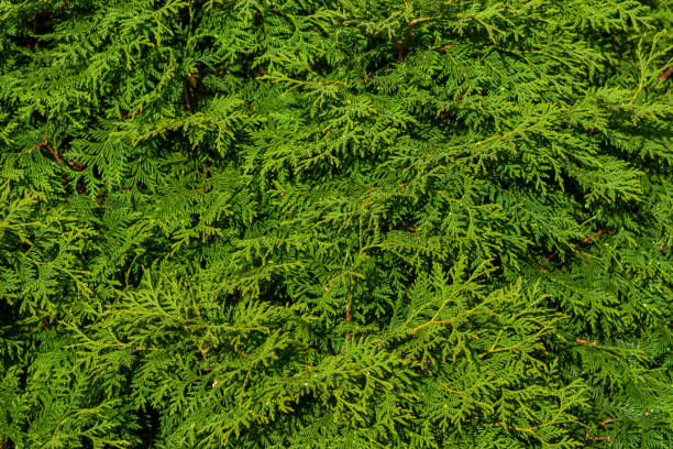 The green wall of the evergreen conifer tree thuja Platycladus orientalis. Close-up of green leaves of thuja, background pattern, texture The green wall of the evergreen conifer tree thuja Platycladus orientalis, also known as Chinese thuja."nClose-up of green leaves of thuja, background pattern, texture thuja orientalis stock pictures, royalty-free photos & images