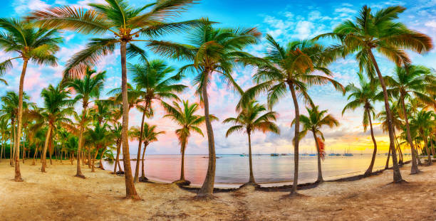 istock Anse Champagne beach in Guadeloupe panorama 1177226064