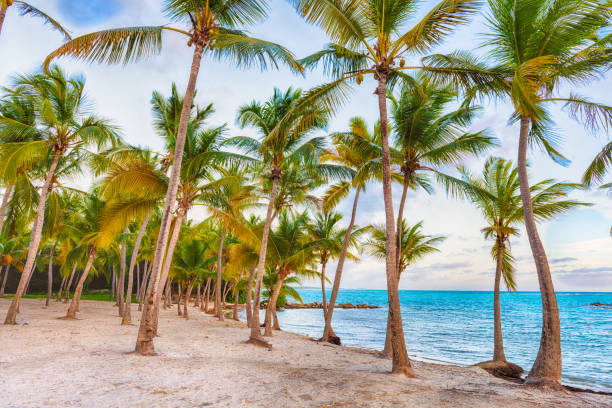istock Anse Champagne beach in Guadeloupe 1177226155