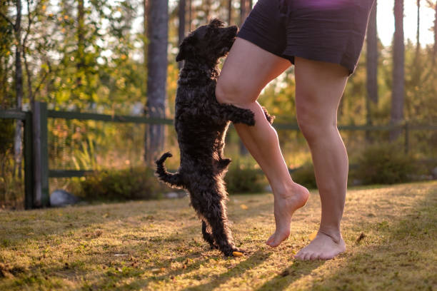 chien fredonnant ou montant sur la jambe du propriétaire. - hump photos et images de collection