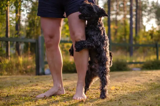 Photo of dog humping or mounting on owner leg.