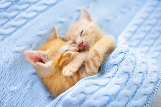 Baby cat. Ginger kitten sleeping under blanket