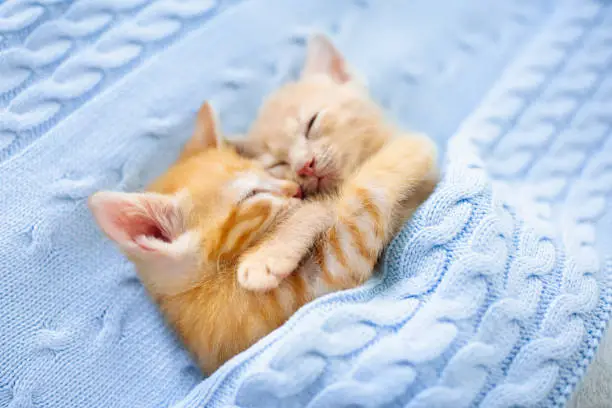 Photo of Baby cat. Ginger kitten sleeping under blanket