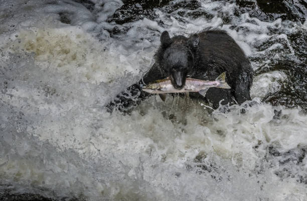 istock Black bear eating salmon in a cold Alaska stream 1177227792