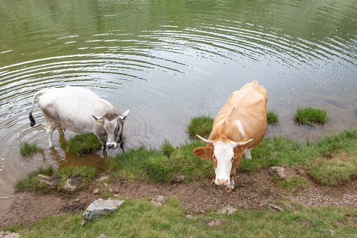 cow in mountain pasture drinking from the pond