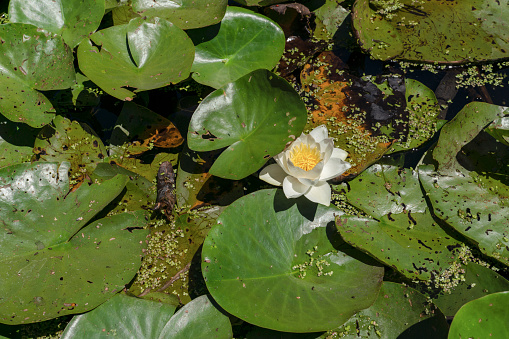 European White Waterlily, Water Rose or Nenuphar, Nymphaea alba, flower close-up, selective focus, shallow DOF