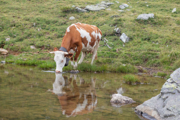 istock cow in the pasture 1177229090