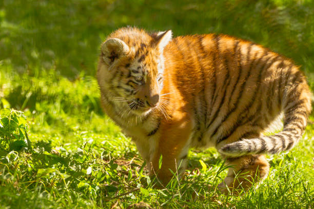 istock Amur/Siberian Tiger Cub (Panthera Tigris Altaica) standing on Grass 1177230685