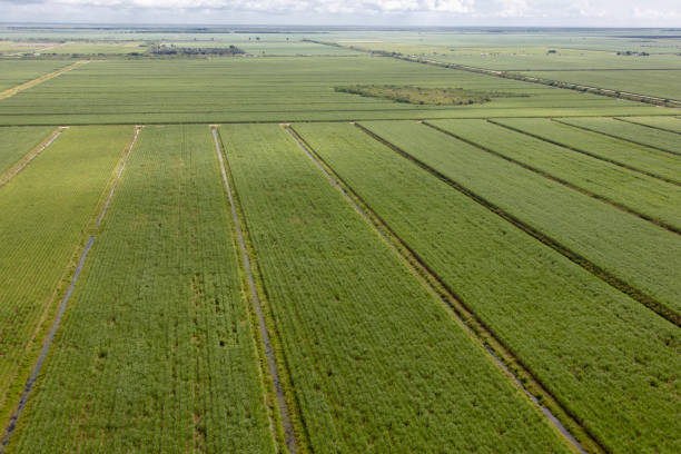 istock aerial sugarcane fields south Florida 1177230712
