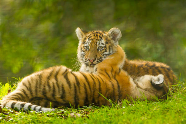 istock Two Amur/Siberian Tiger Cubs (Panthera tigris altaica) together 1177230729