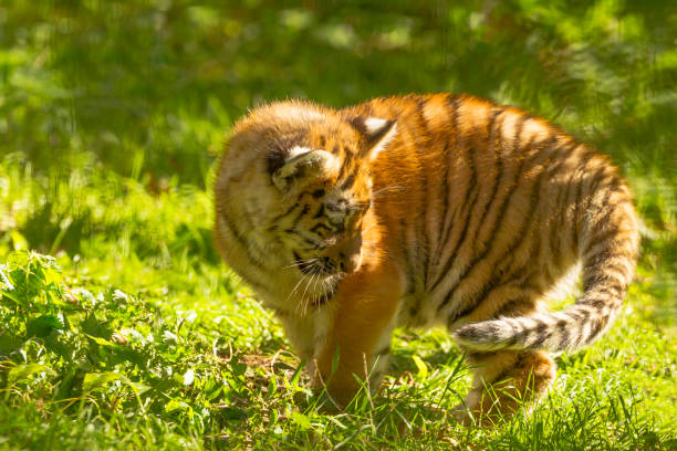 istock Amur/Siberian Tiger Cub (Panthera Tigris Altaica) standing on Grass 1177230730