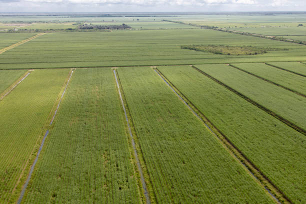 istock aerial sugarcane fields south Florida 1177230825