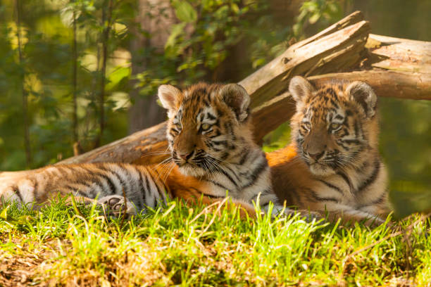 istock Two Amur/Siberian Tiger Cubs (Panthera tigris altaica) together 1177230840