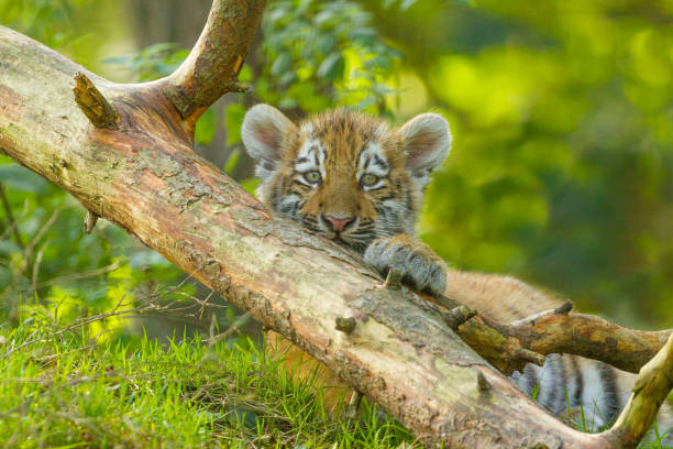 istock Amur/Siberian Tiger Cub (Panthera Tigris Altaica) lying under a Tree 1177232295