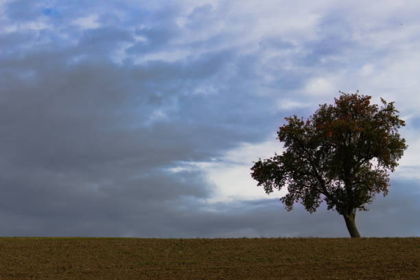 istock Single apple tree on the horizon in front of a stormy sky 1177232966