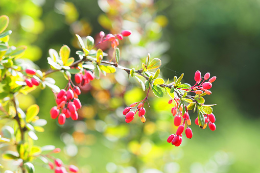 Barberry fruits ripening on the branch, Berberis. Branch with leaves, autumn pattern, sunlight