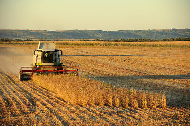 урожай - monoculture working busy action стоковые фото и изображения