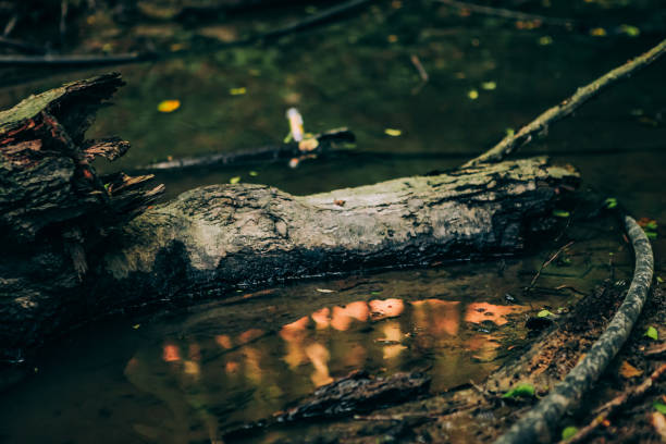 Lonely tree trunk floating on the lake