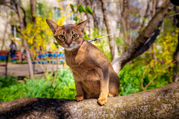 istock Abyssinian cat sitting on a tree in the sun 1177236206