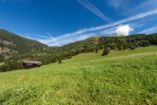 Green meadows with woods and wooden abandoned barn in mountain in summer and Viezzena peak. Val di Fiemme, Bellamonte village, Predazzo, Trentino Alto Adige, Italy, Europe