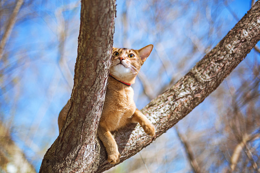 Abyssinian cat sitting on a tree in the sun