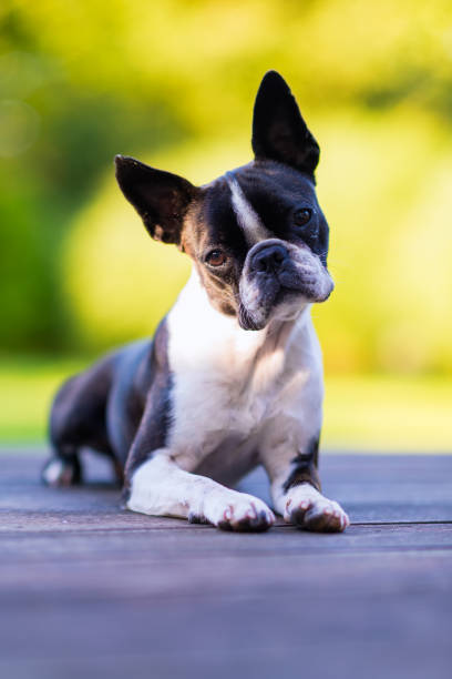 istock Boston terrier dog on brown terrace looking at camera 1177237584