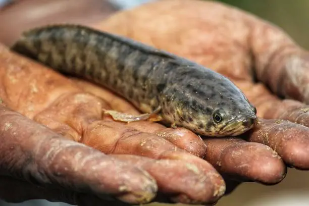 Murrel snakehead fish on palm hand