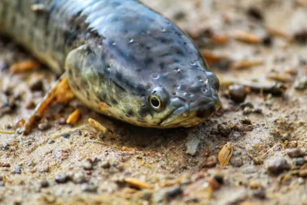 Murrel snake head fish lying and moving on land during rainy season