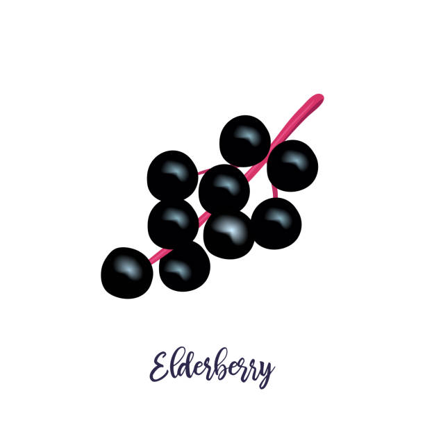 reife schwarze holunderbeeren mit zweig, blätter. sambucus. schwarze holunderpflanze, europäische älteste, - holunderbeeren stock-grafiken, -clipart, -cartoons und -symbole