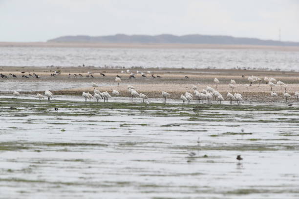 istock Eurasian or common spoonbill in nature, Island Texel, Holland 1177242097