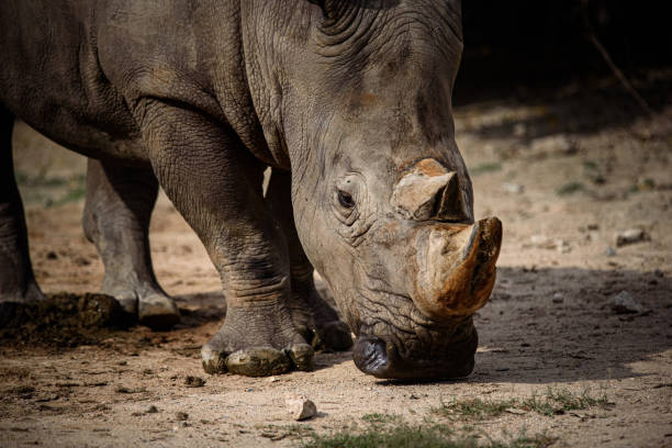 istock eye of rhino, rhino skin texture 1177242931