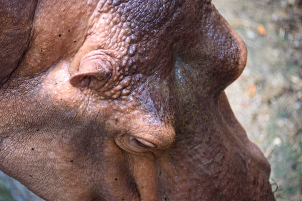 istock Hippo skin texture background, Hippopotamus 1177242963