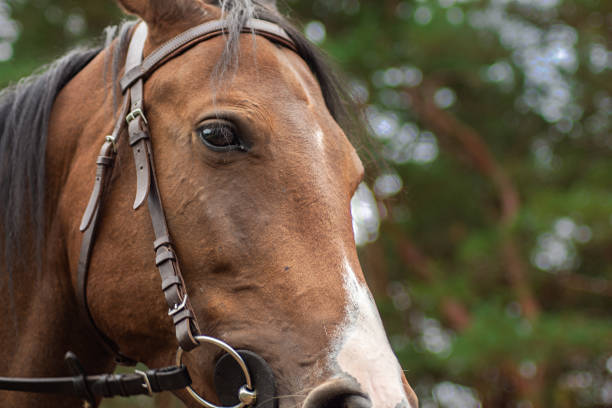 istock portrait of a horse 1177244398