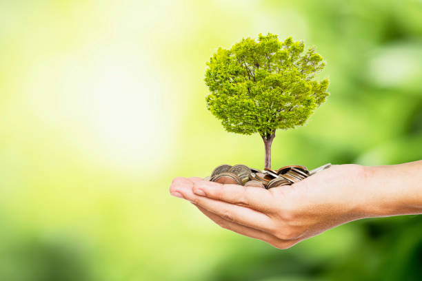 Man hand holding coins and tree look like as planting on  greenery background and sunlight for planting.Growth saving and investment concept.