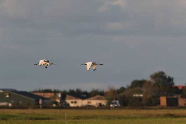istock Eurasian or common spoonbill in nature, Island Texel, Holland 1177244542
