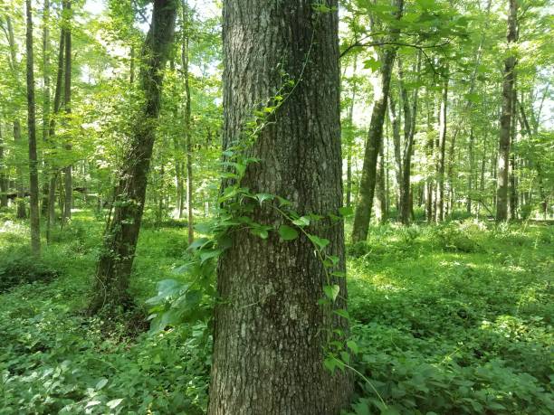istock ivy vine growing on trunk of tree 1177245371