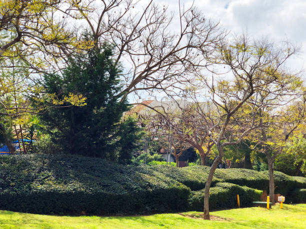 istock Backyard and garden with  trees and grass on lawn 1177246606