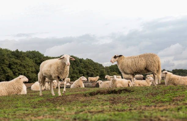 istock Sheep herd on heather land in Ede Holland 1177246673