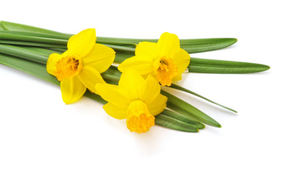 istock Bouquet of yellow daffodils. 1177246832