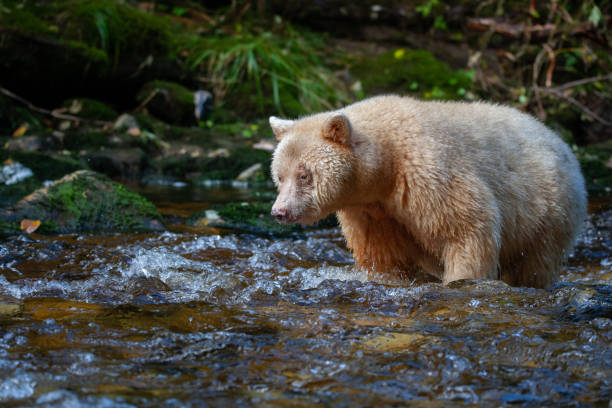 istock Spirit Bear in British Columbia River 1177248331