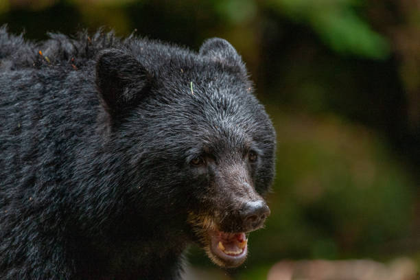 istock American Black Bear Headshot 1177248703