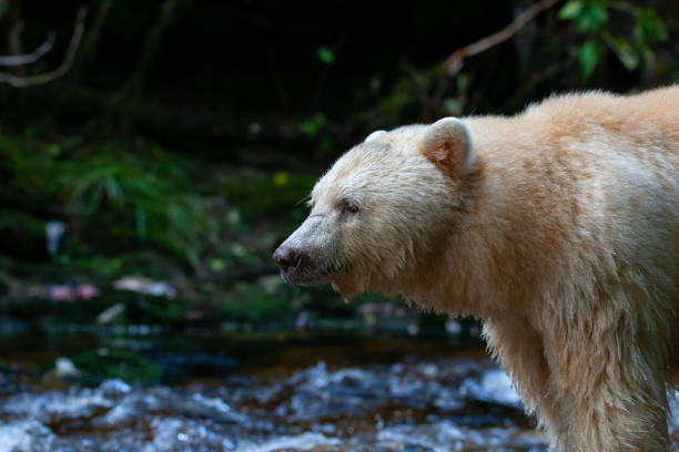 istock Spirit Bear in British Columbia River 1177248762