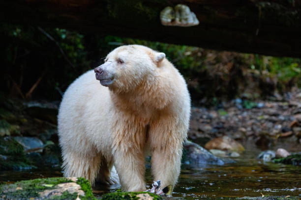 Spirit Bear in British Columbia River