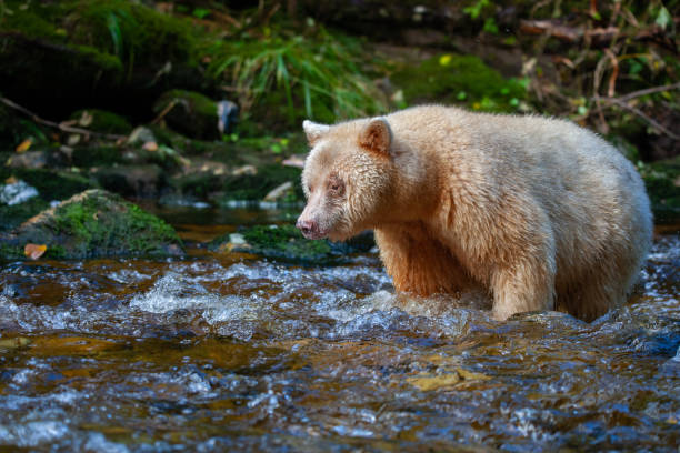 istock Spirit Bear in British Columbia River 1177248805