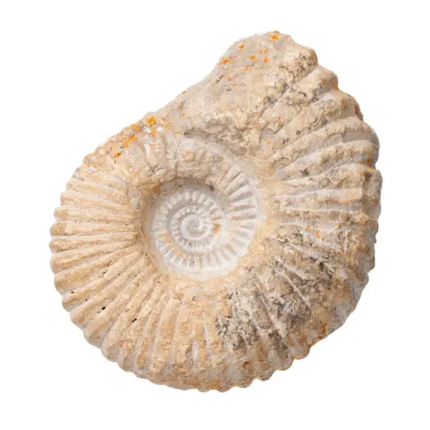 Photo of Ammonite Isolated On White Background