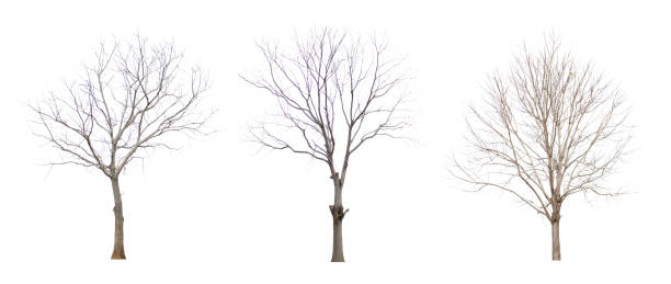 istock Dry tree series without leaves - images 1177249351