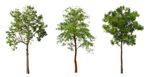 istock Azadirachta Indica Neem tree separated from the white background - image 1177250183