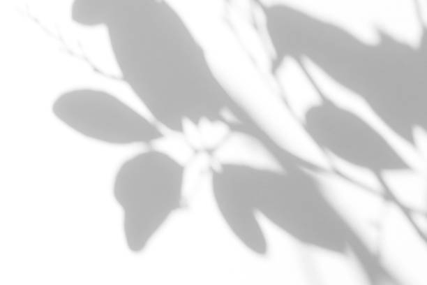 istock gray shadow of the leaves on a white wall 1177250191